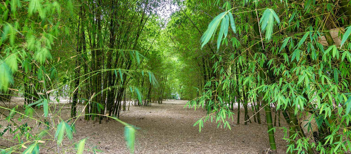 Bamboo Forest